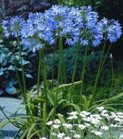 Blue Heaven Lily of the Nile, Agapanthus (Repeat Flowering), Agapanthus 'Blue Heaven'